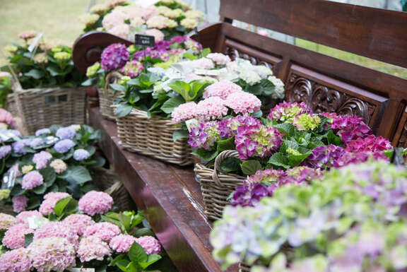 Odenwald Country Fair Verschiedene Blumen sind in Körben angeordnet, die alle auf und rund um eine Bank stehen.