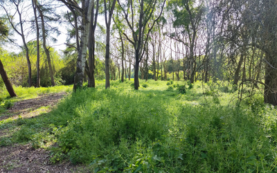 Wald