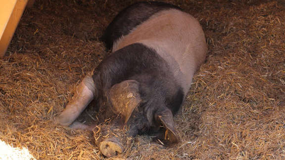 Vergrößerte Ansicht: Ein deutsches Sattelschwein liegt im Schatten