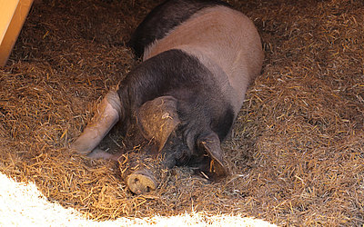 Vergrößerte Ansicht: Ein deutsches Sattelschwein liegt im Schatten