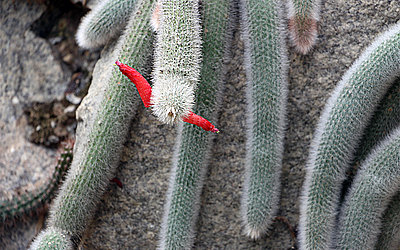 Vergrößerte Ansicht: Schlangenförmiger Kaktus mit zwei leuchtend roten Blüten