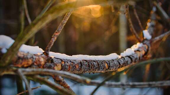 mit etwas Schnee bedecktes Totholz im Wald
