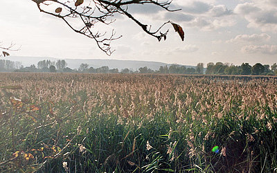 Vergrößerte Ansicht: Schiff im Schweinsberger Moor