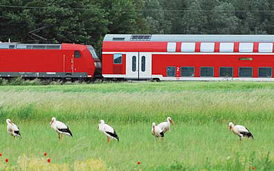 Vergrößerte Ansicht: Störche auf einer Wiese vor einem vorbeifahrenden Zug