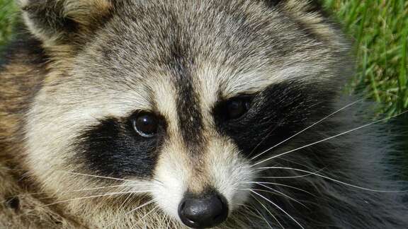 Waschbär