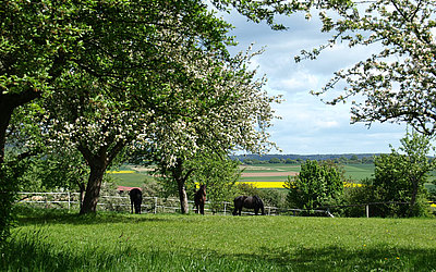 Vergrößerte Ansicht: Natur zwischen Usingen und Eschbach