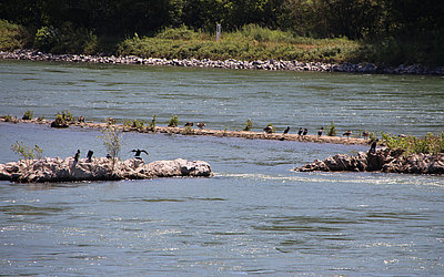 Vergrößerte Ansicht: Vögel bei Ruhepause auf Felsen im Wasser