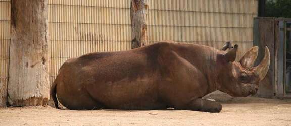 Liegendes Nashorn Ausflugstipp Tiergärten