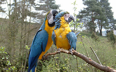 Vergrößerte Ansicht: Zwei blau-gelbe Vögel