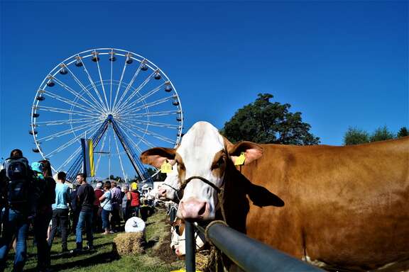 Tierschau mit Kuh auf einer Wiese vor Riesenrad