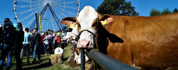 Lauterbacher Prämienmarkt: Volksfest und bäuerlicher Viehmarkt Tierschau mit Kuh auf einer Wiese vor Riesenrad