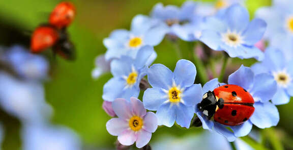 Ein Marienkäfer sitzt auf blauen Vergissmeinnnicht