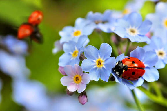 Ein Marienkäfer sitzt auf blauen Vergissmeinnnicht