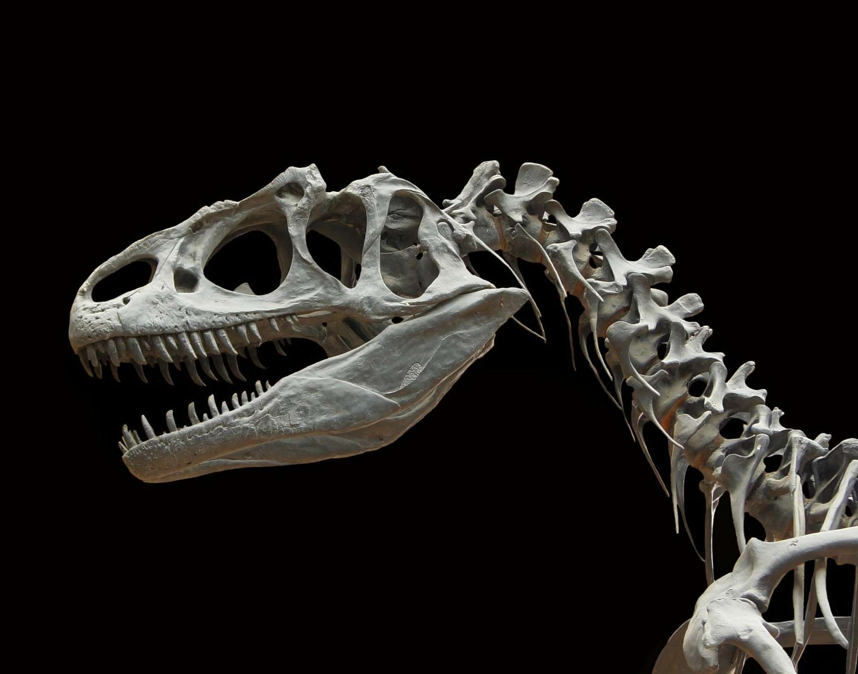 Dinosaurier Skelett Dinosaurier-Skelettkopf