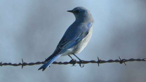 blauer Vogel sitzt auf dem Draht eines Stacheldraht-Zauns