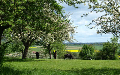 Vergrößerte Ansicht: Natur zwischen Usingen und Eschbach