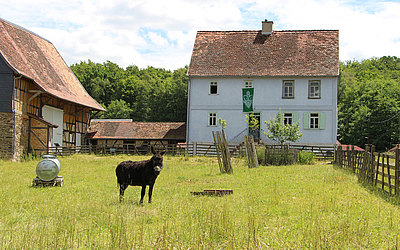 Vergrößerte Ansicht: Ein Esel vor einem Hof auf einer grünen Wiese