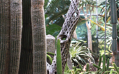 Vergrößerte Ansicht: Das "Gerippe" eines Kaktus erinnert an eine moderne Skulptur
