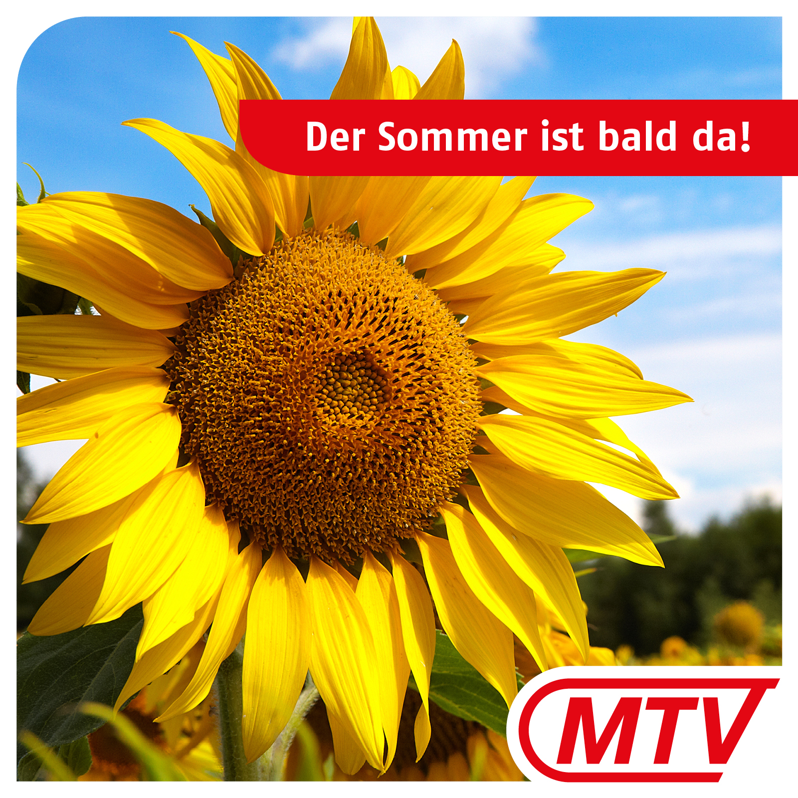 Sonnenblume und Text