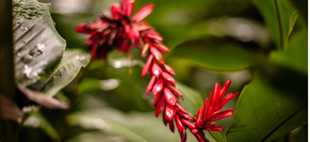 Rote Pflanze im Palmengarten.