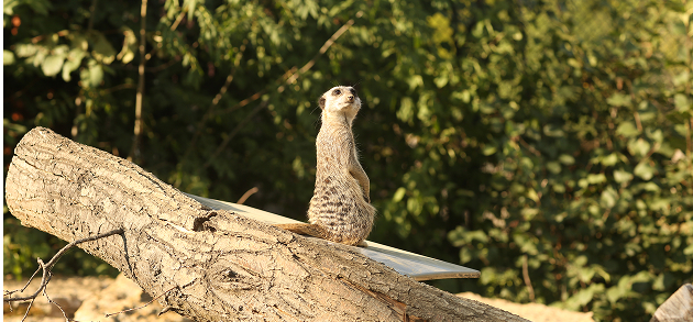 Erdmännchen steht auf Baumstamm